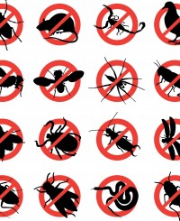 Emergency Pest Control in Tampa