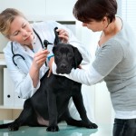 Yorbaregionalvets.com