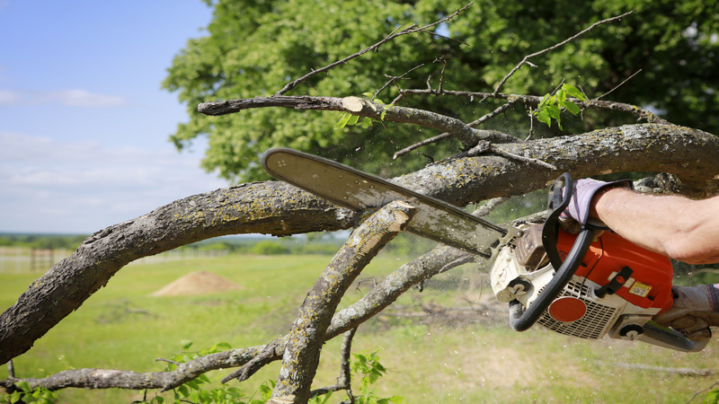 Why Tree Trimming in St. Augustine, FL, is Important for Your Trees