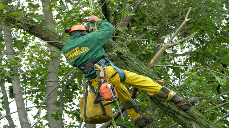 When to Call a Tree Company in Smyrna, GA