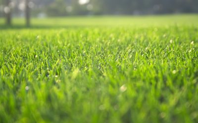 Achieve Low Maintenance Yards Through Turf Sales Canon City Co Solutions
