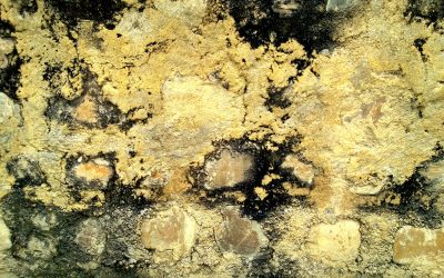 Protect Your Property With Expert Professional Mold Removal Omaha, NE Solutions