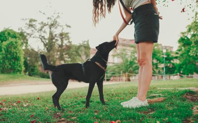 What to Expect During Aggression Training For Dogs Houston TX Professionals Provide