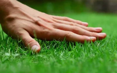 Protect Family Gatherings With Proven Mosquito Control For Lawn New Albany, IN Solutions