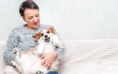 Peace of Mind for Pet Owners with Dog Boarding in NYC Trusted by Locals