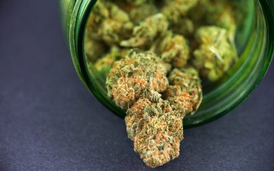 Unwind with the Rich Aroma of Snow Cap THCA Flower for a Relaxing Evening