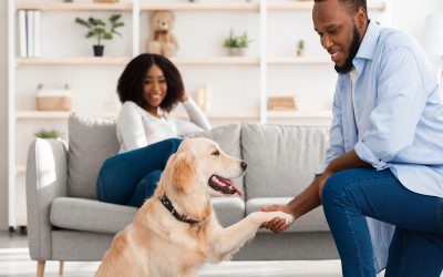 Making Life Easier With Pet Friendly Rental Apartments in Raleigh NC